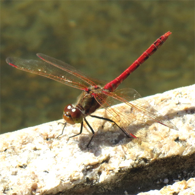 �^�C���N�A�J�l��