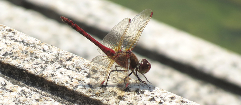 �^�C���N�A�J�l��