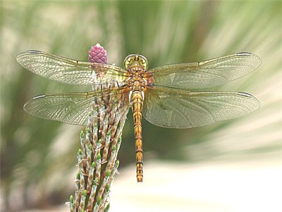 �^�C���N�A�J�l��