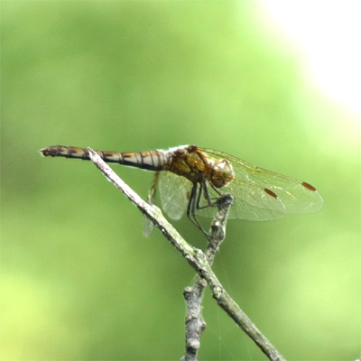 �^�C���N�A�J�l��