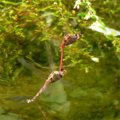 �^�C���N�A�J�l