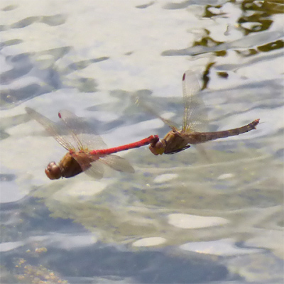 �^�C���N�A�J�l