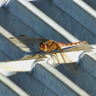 �^�C���N�A�J�l��