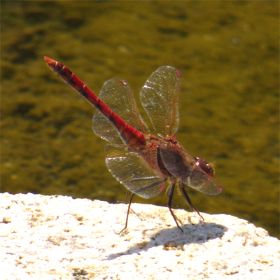 �^�C���N�A�J�l��