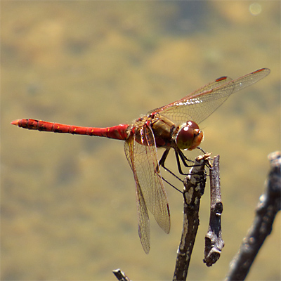 �^�C���N�A�J�l��