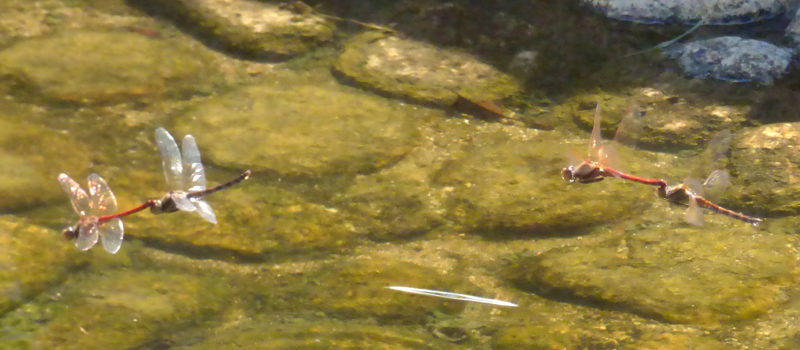 �^�C���N�A�J�l