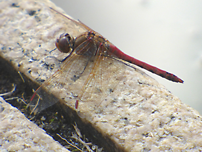 �^�C���N�A�J�l��