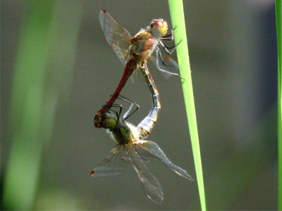 �^�C���N�A�J�l