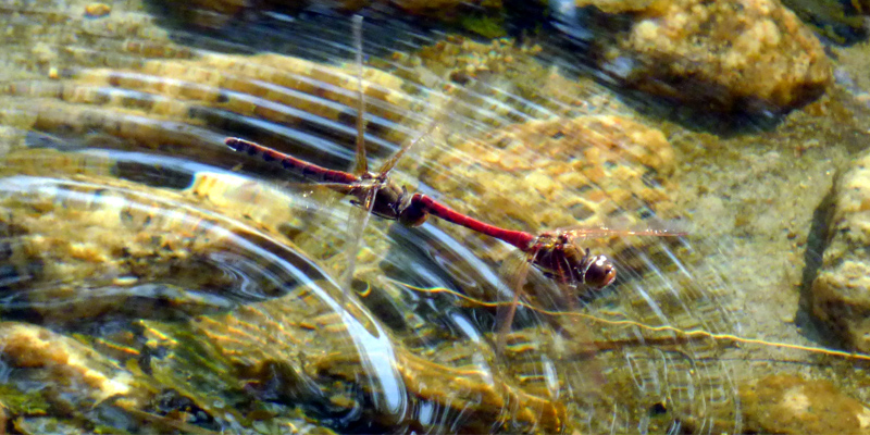 �^�C���N�A�J�l