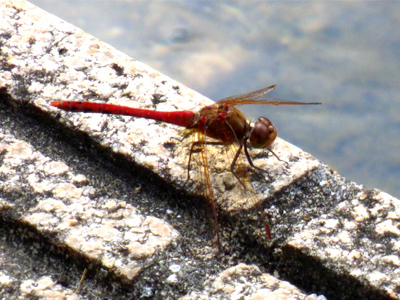 �^�C���N�A�J�l��