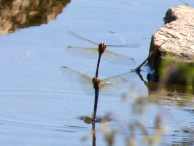 �^�C���N�A�J�l