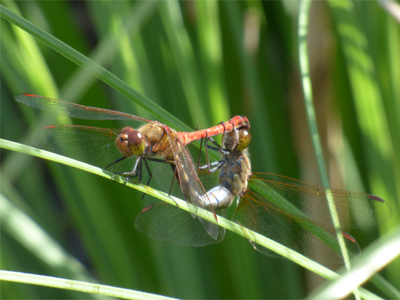 �^�C���N�A�J�l