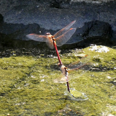 �^�C���N�A�J�l