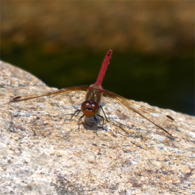 �^�C���N�A�J�l��