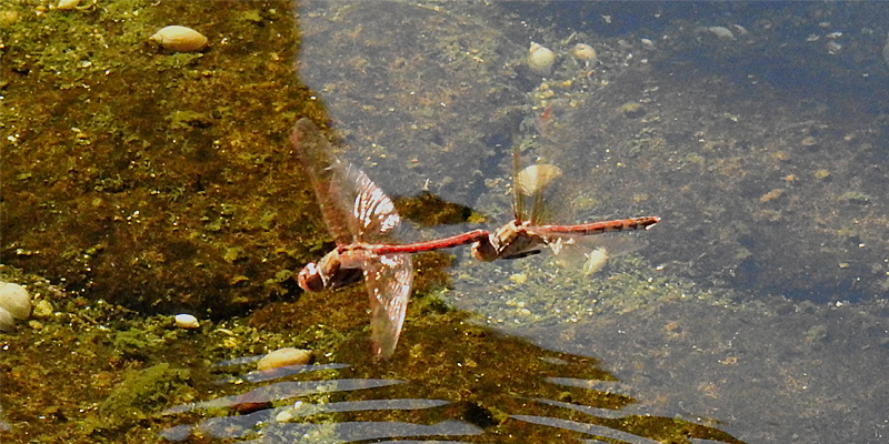 �^�C���N�A�J�l