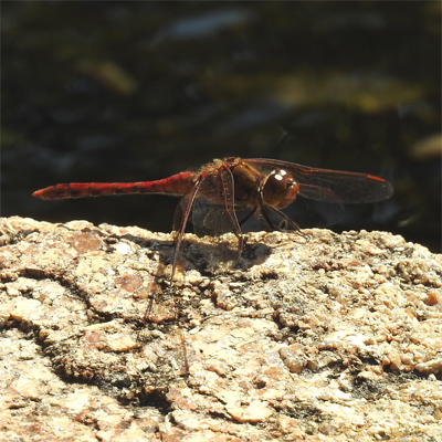 �^�C���N�A�J�l��