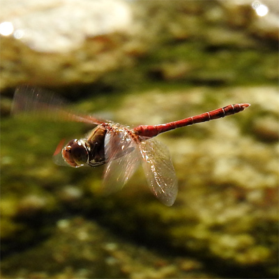 �^�C���N�A�J�l��