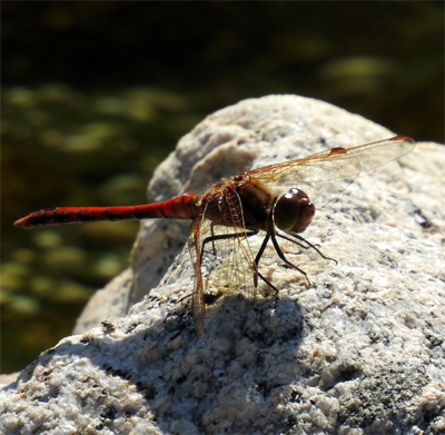 �^�C���N�A�J�l��