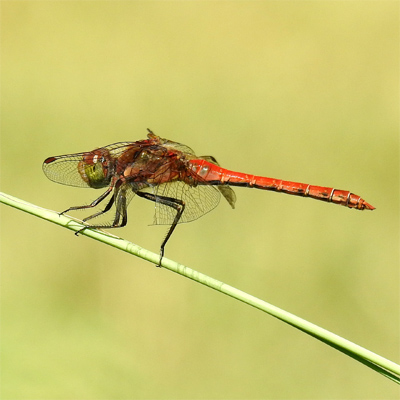 �^�C���N�A�J�l��