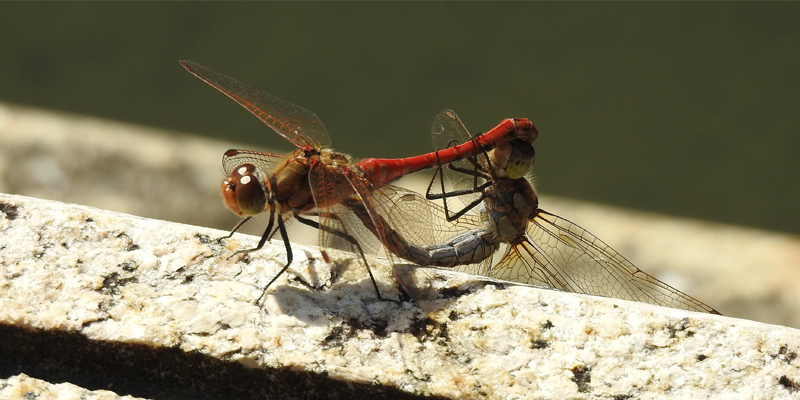 �^�C���N�A�J�l