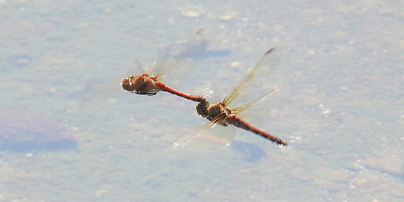 �^�C���N�A�J�l