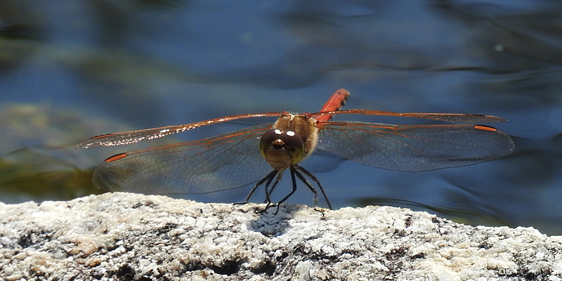 �^�C���N�A�J�l��