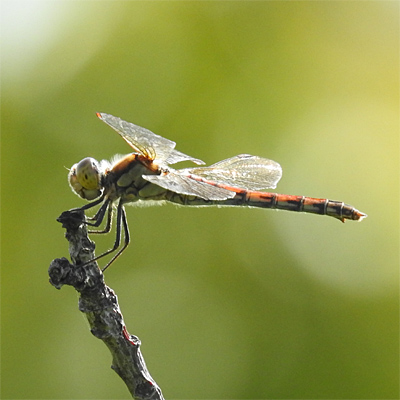 �^�C���N�A�J�l��