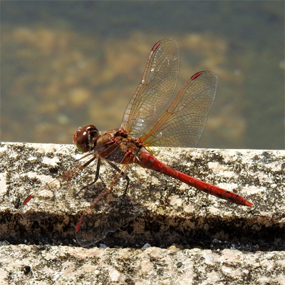 �^�C���N�A�J�l��