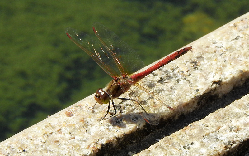 �^�C���N�A�J�l��