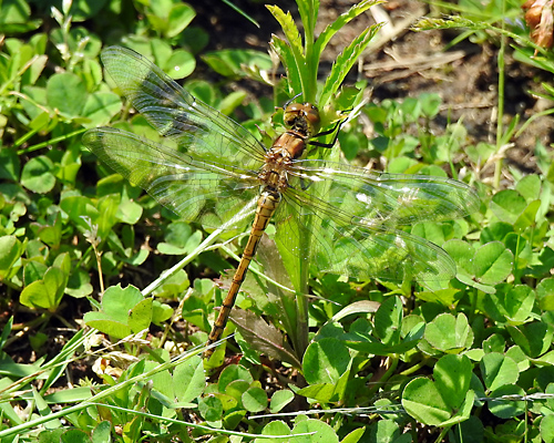 �^�C���N�A�J�l��