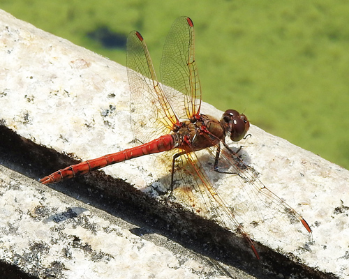 �^�C���N�A�J�l��