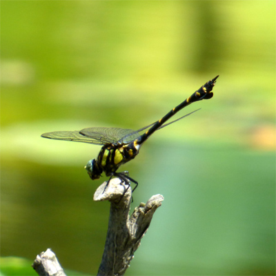 �^�C�����E�`�������}��