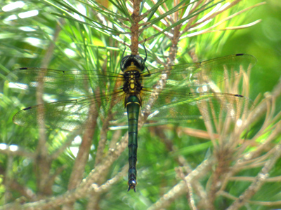 �^�J�l�g���{��