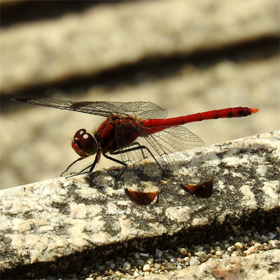 �R�m�V���g���{��