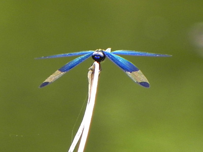 �`���E�g���{��