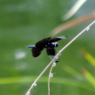 �`���E�g���{��