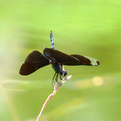 �`���E�g���{��