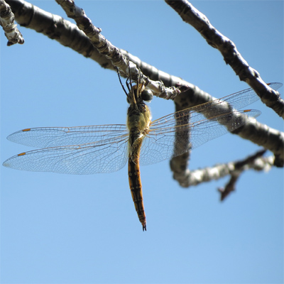 �E�X�o�L�g���{��