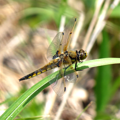 ���c�{�V�g���{��