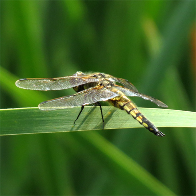 ���c�{�V�g���{��