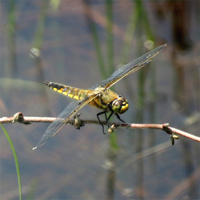 ���c�{�V�g���{��