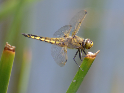 ���c�{�V�g���{��