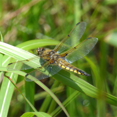 ���c�{�V�g���{��