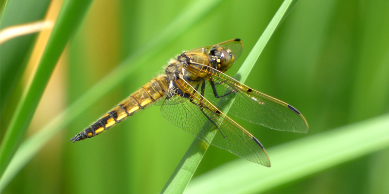 ���c�{�V�g���{��