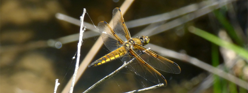 ���c�{�V�g���{��