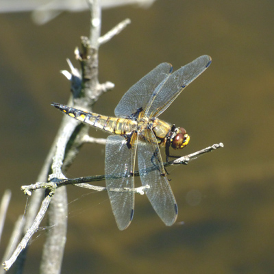 ���c�{�V�g���{��