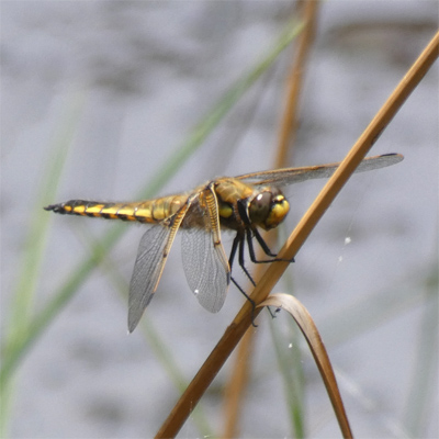 ���c�{�V�g���{��