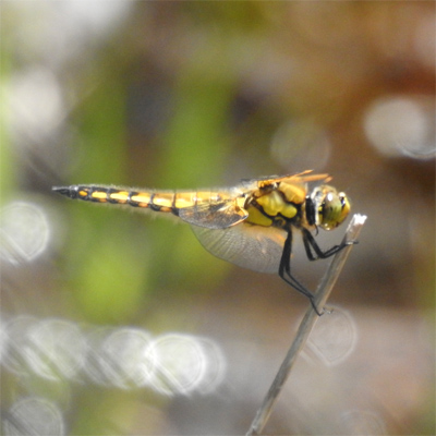 ���c�{�V�g���{��