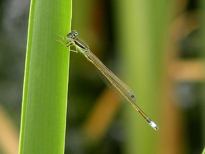 �A�W�A�C�g�g���{��