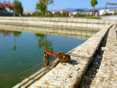 �A�L�A�J�l